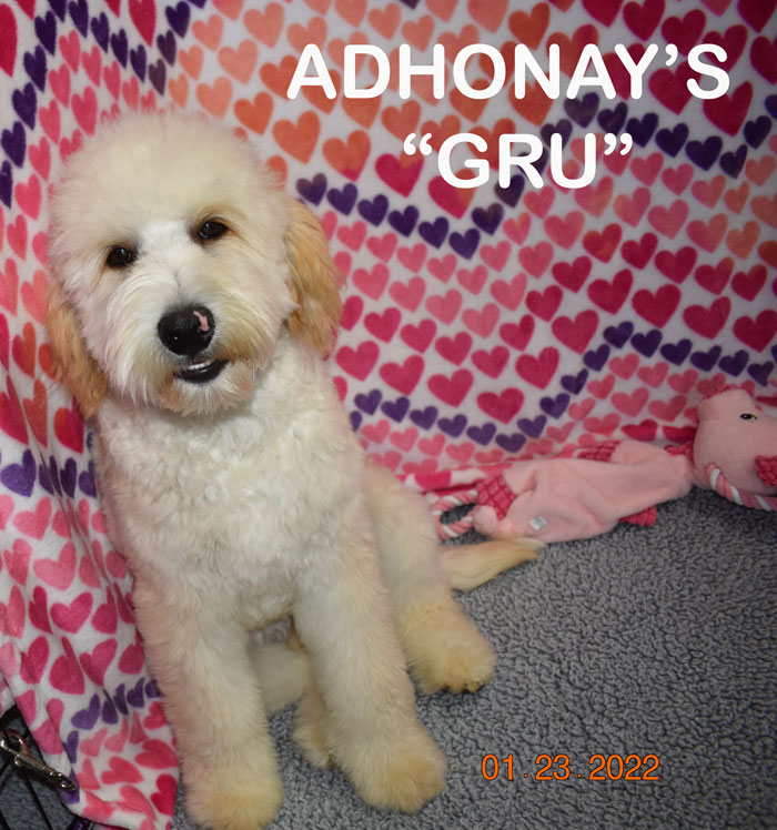 australian labradoodle